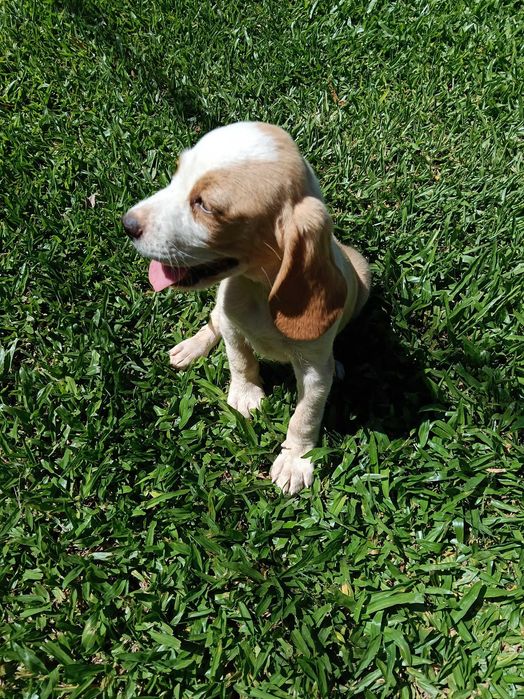 Beagle bicolor lindo