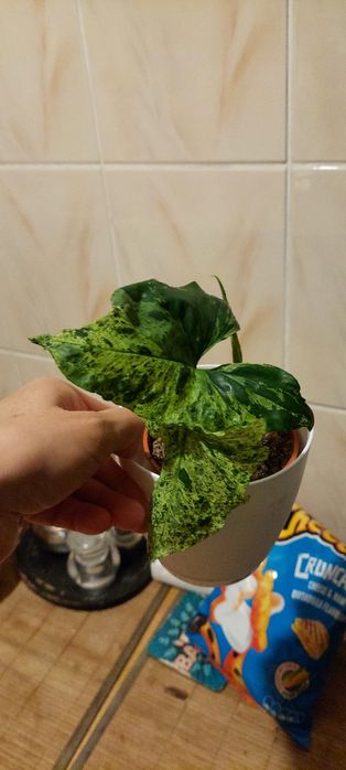 Syngonium dla Pani Magdy