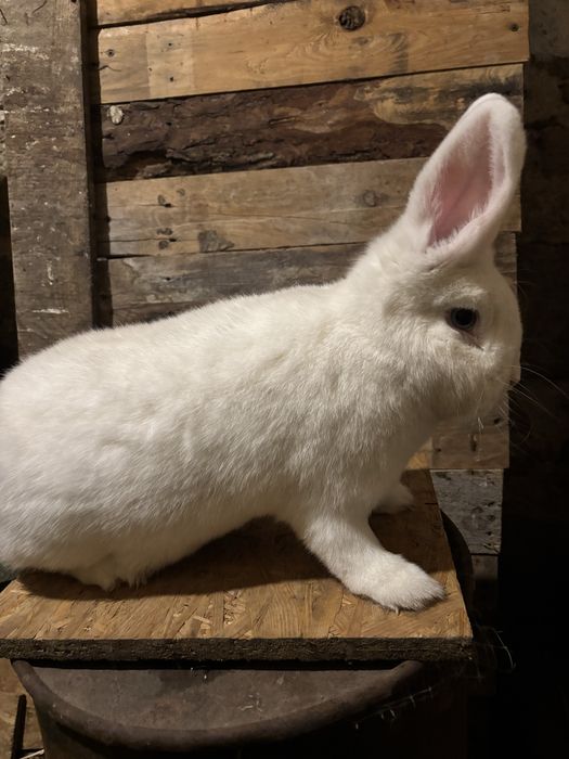 Sprzedam króliki wiedeńskie białe