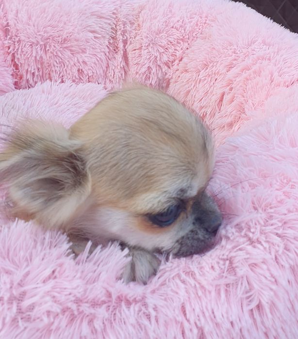 Девочка длинношерстная соболь