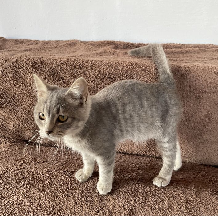 Котенок мальчик в добрые руки