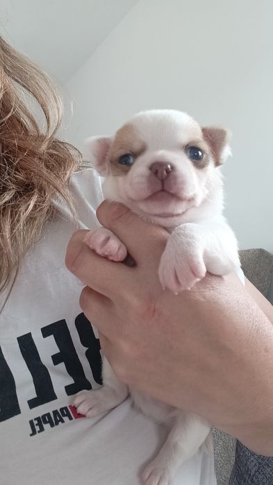 Śliczny malutki chihuahua