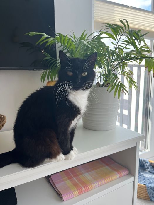 Catsitter-Opieka nad kotem - Wawer i okolice