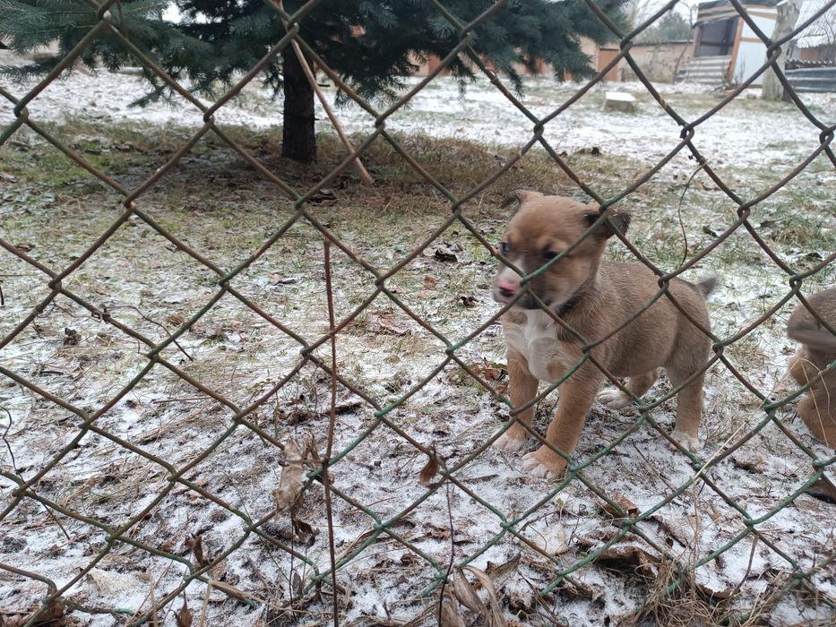 Віддам у добрі руки цуценят