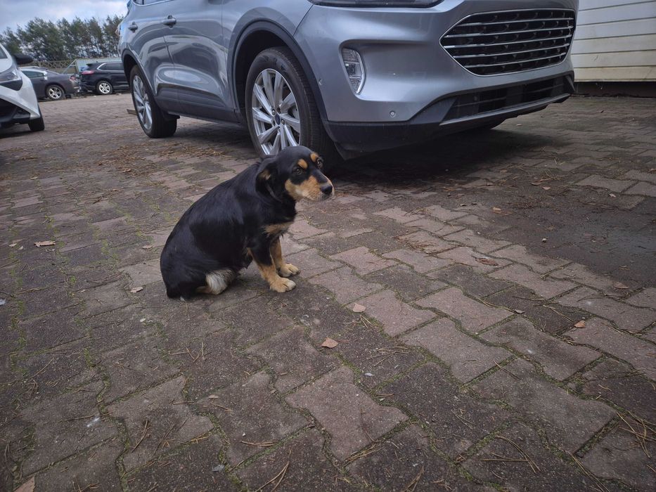 Oddam śliczne  szczeniaczki w dobre ręce!