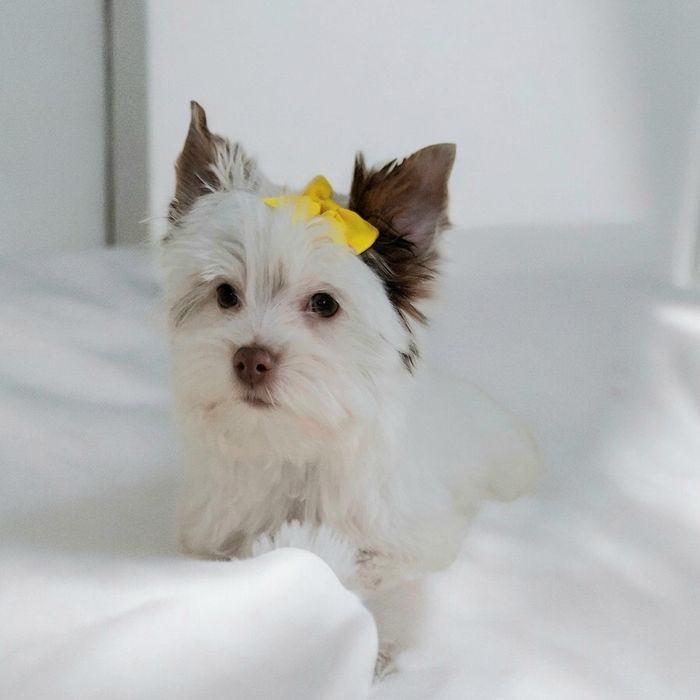 Yorkshire terrier Biro, cudowny śnieżnobiało czekoladowy Opal