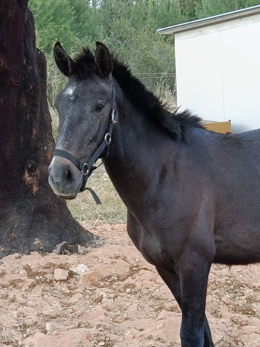 Poldro Lusitano ruço com livro azul