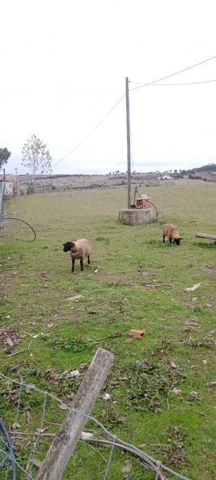 Vende-se casal de borregos Suffolk