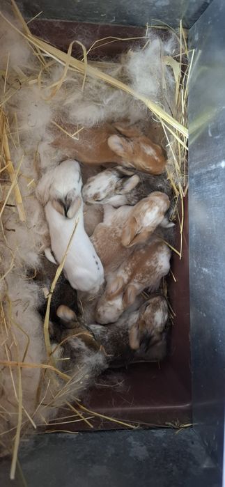 Coelhos para venda