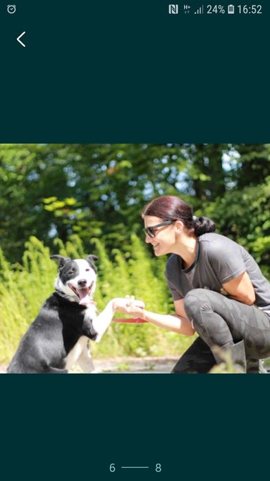 BIMM - mix border collie. 5- letni, łagodny