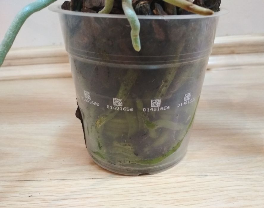 Орхидея фаленопсис