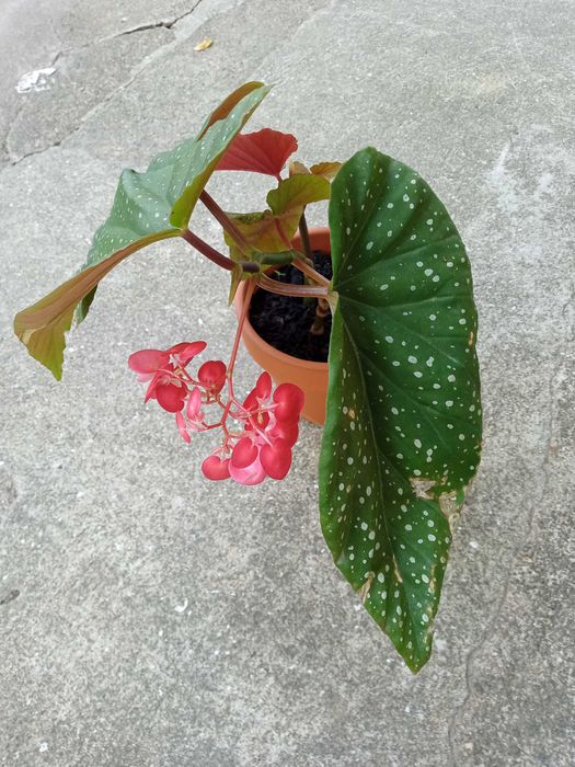 Begônia em idade de floração