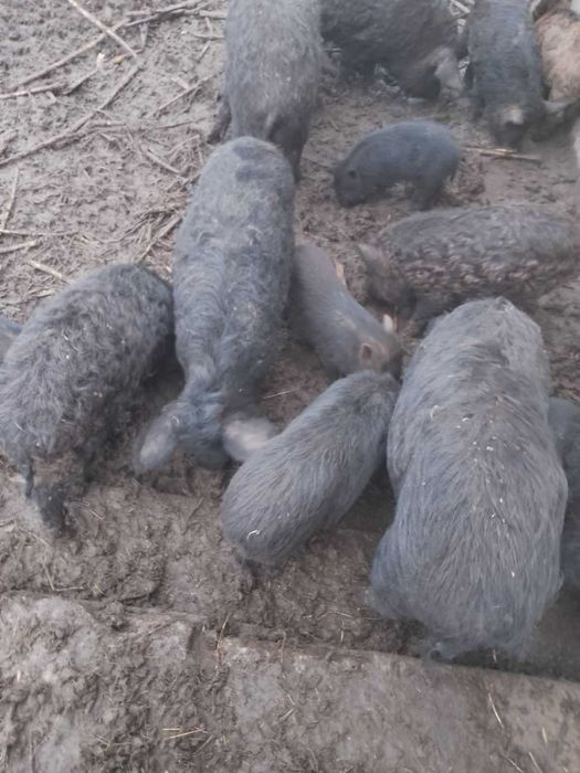 свиноматки мангали,молоді