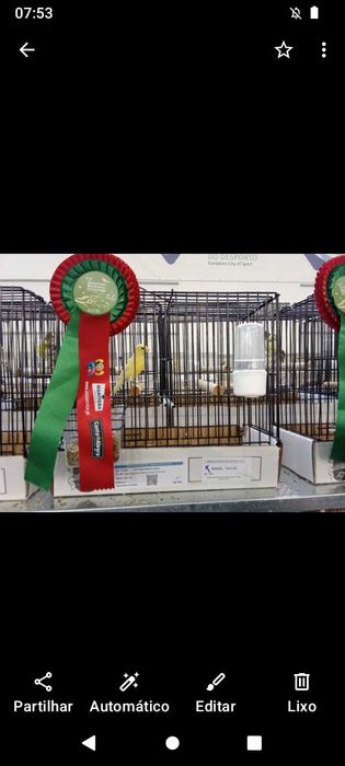 Vendo canários raça espanhola