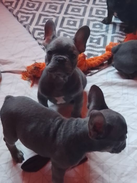 Французский бульдог