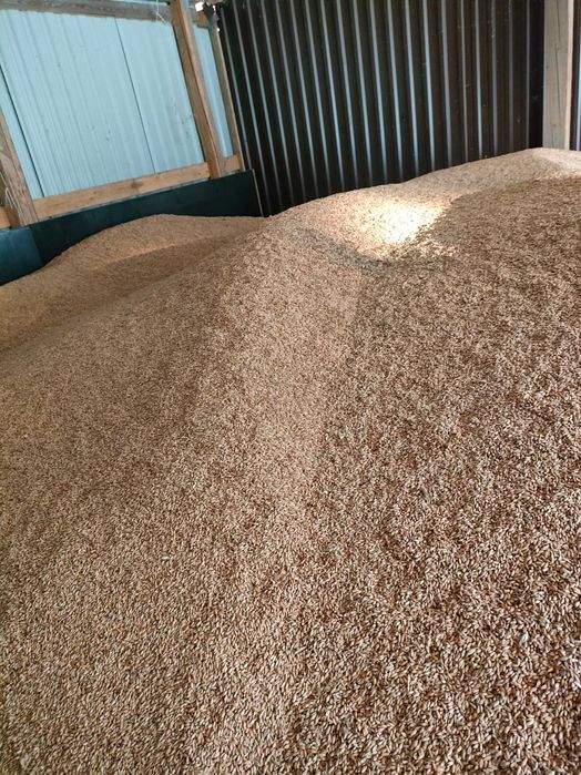 Pszenica pszenżyto owies