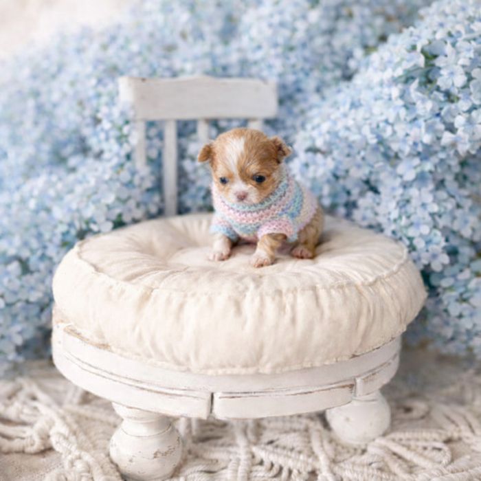 ***Długowłosy przepiękny maluszek chihuahua***