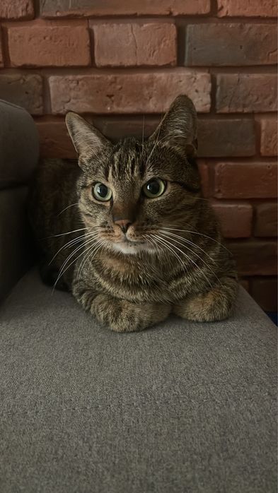 Kot Leo, wykastrowany – spokojny, domowy