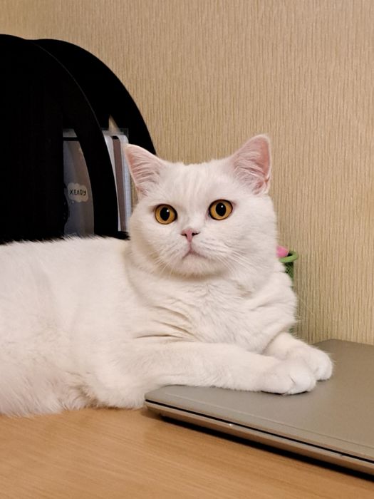 Редкая белоснежная красота! Шотландская прямоухая девочка :)