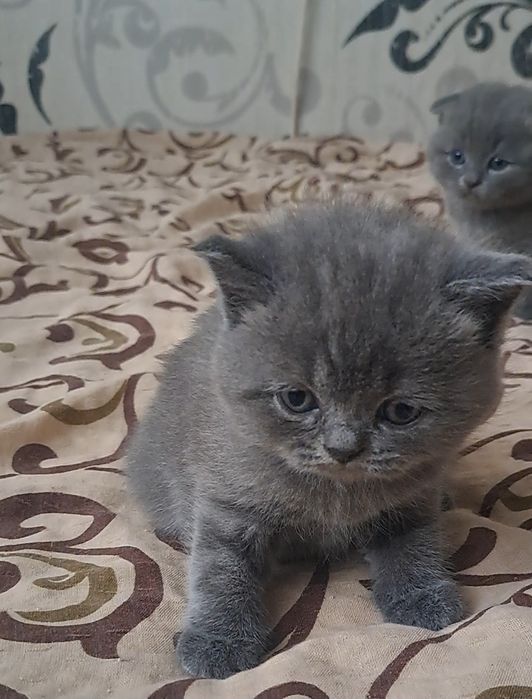 Продам шотландських кошенят