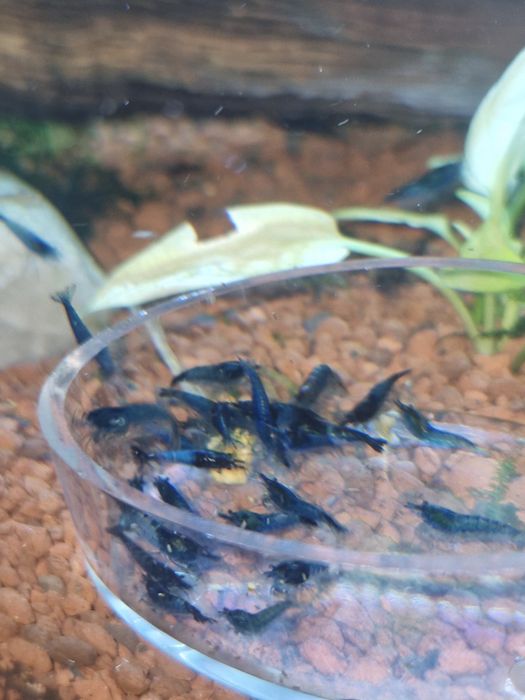 Krewetki neocardina