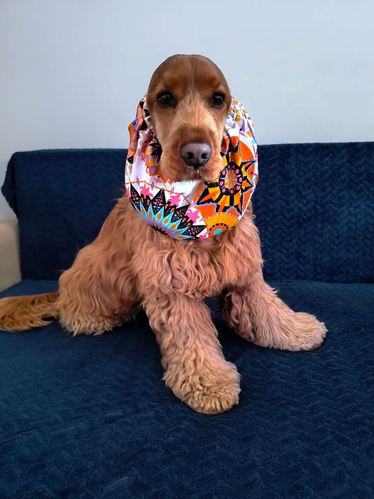 Nowy snood z wiskozy dla psa z długimi uszami Cocker spaniel cavalier