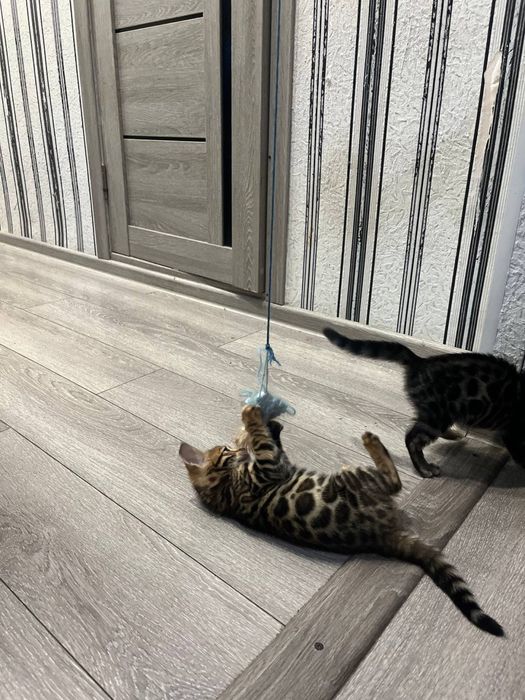 Бенгальские котята