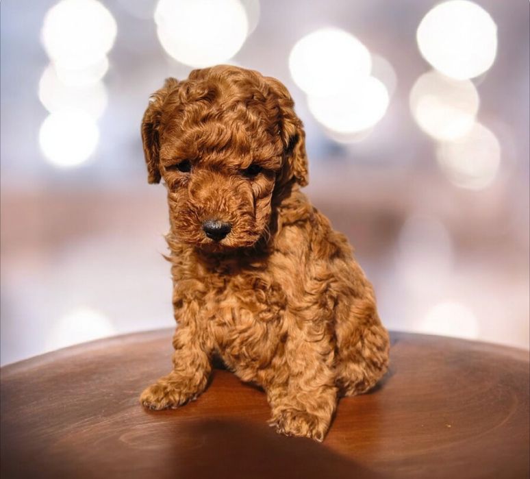 Pudel toy red  brown