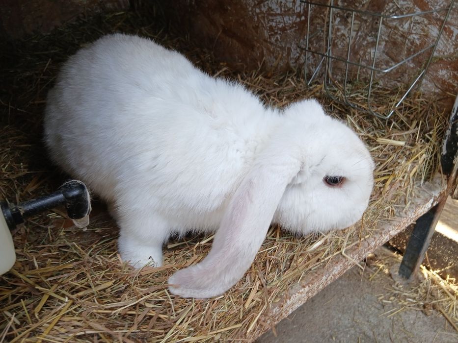 Młode samce barana francuskiego