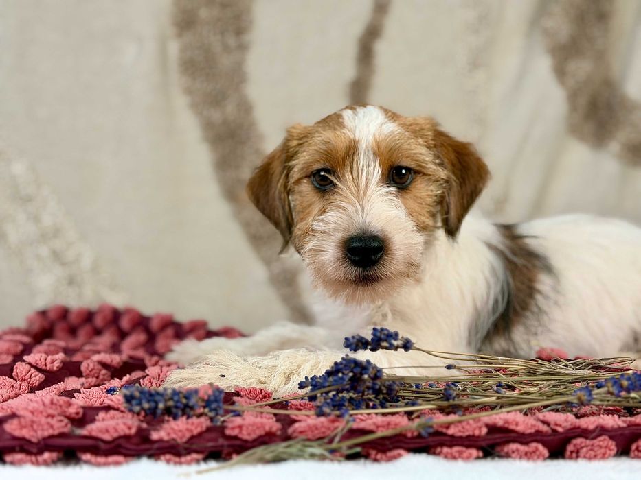 suczka Jack Russell terrier ZKWP/FCI szorstkowłosa po championie