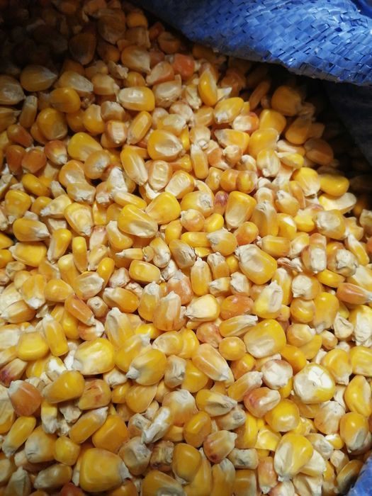 Kukurydza cała mielona sucha worki 25kg trasport