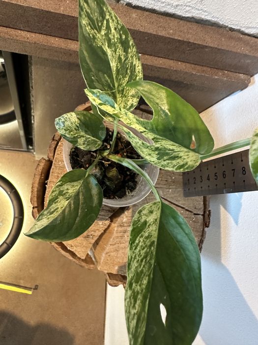 Епіпремнум Epipremnum White Marble