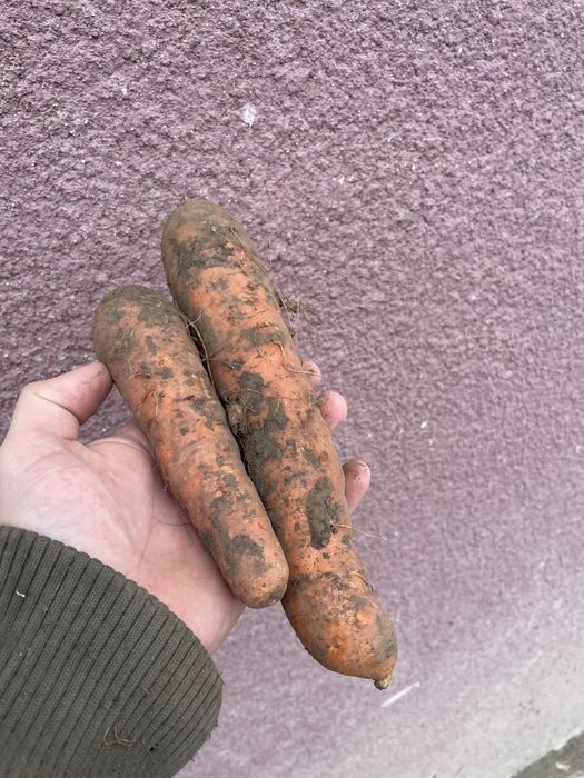 Sprzedam marchew TANIO