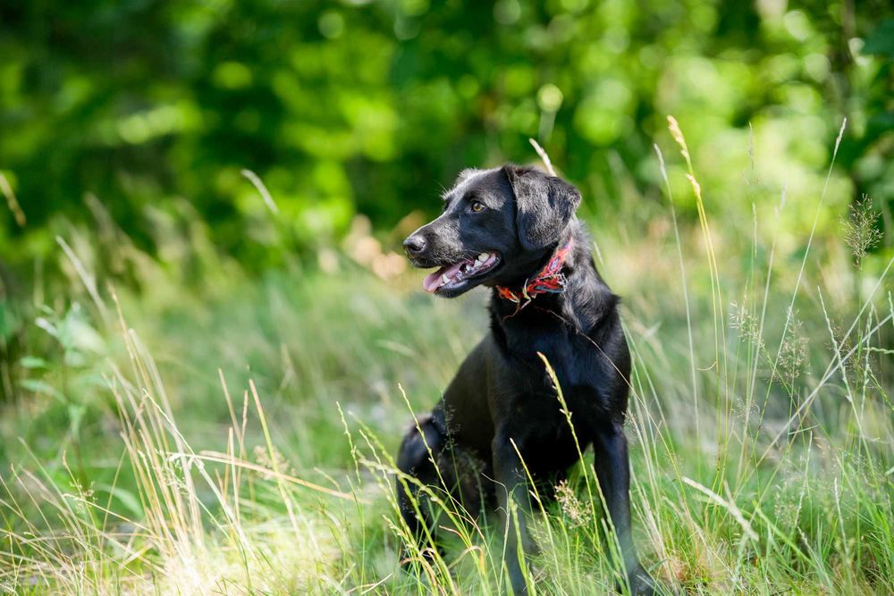 Blania - młoda, nieśmiała suczka do adopcji!