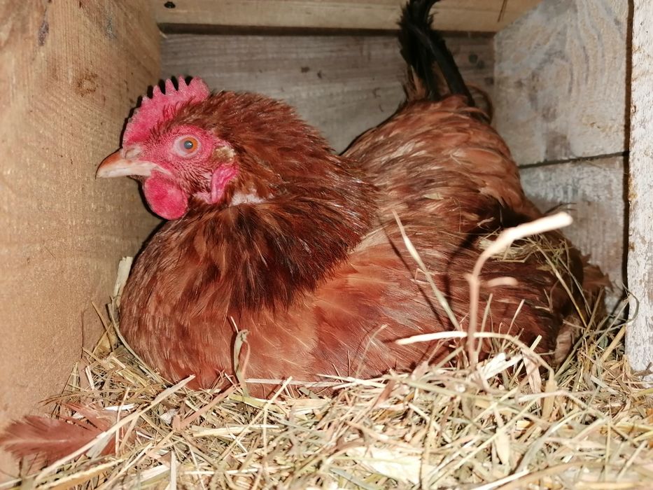 Sprzedaż swojskich jaj