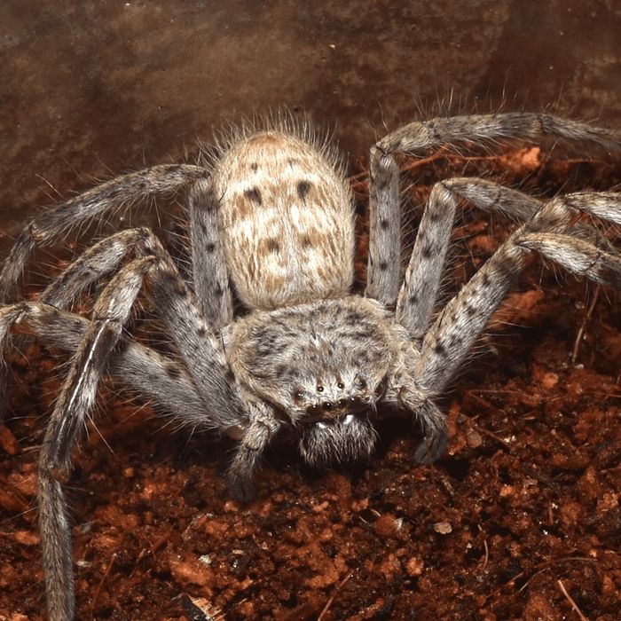 Pająk Holconia murrayensis