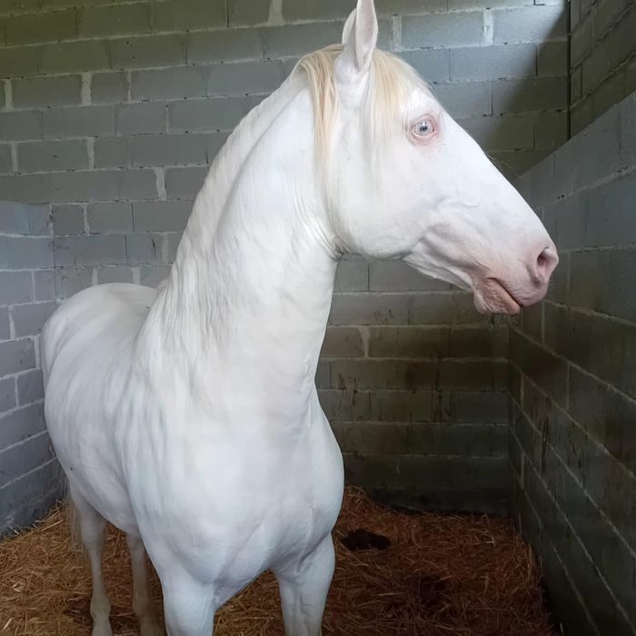 Cavalo PSL para cobrir