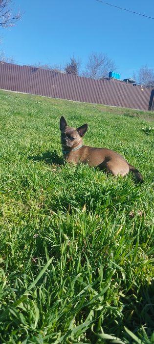 Вязка чихуахуа кобель.