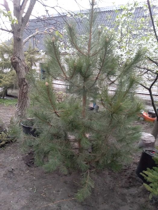 Ялинки, Кримські Сосни, Канадська ялинка, самшит, ялівці. Розпродаж