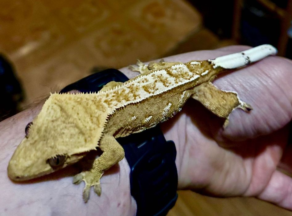 Gekon orzęsiony Crested gecko, samica