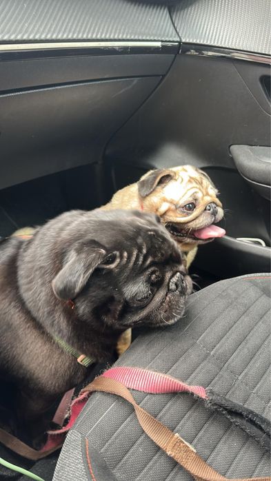 Doa-se casal de pug