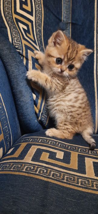Золотой котик  чистокровный шотландский