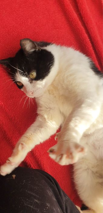 Edek - kocurek do adopcji!