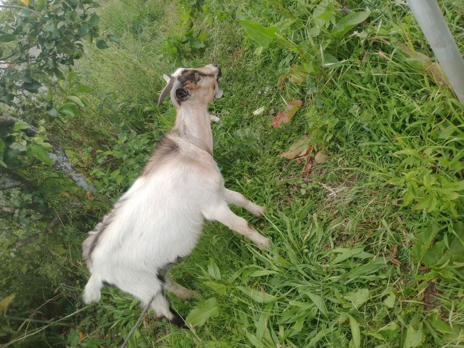 Cabrito macho 6 meses