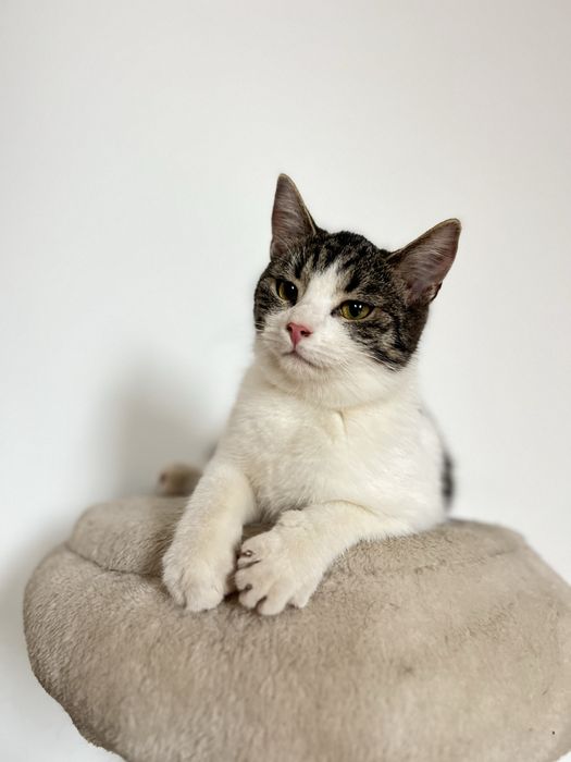 Młodziutka kotka Zorza