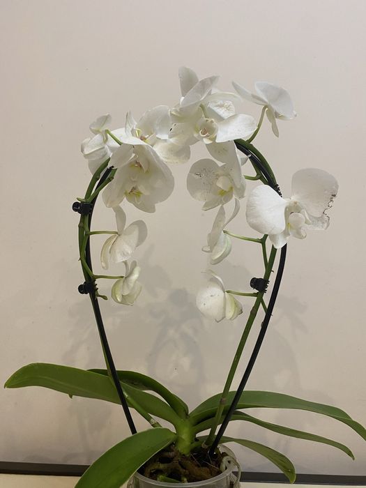 Біла орхідея фаленопсис