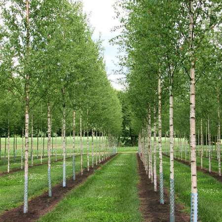 Саженцы нектарин береза и другие