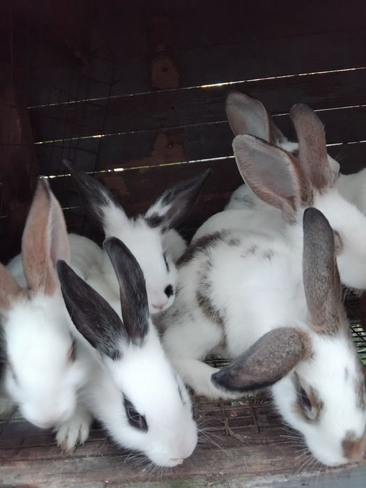 Продам кроликів недорого