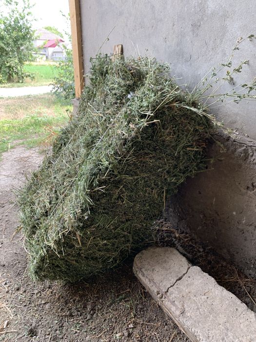 Продам люцерну в тюках