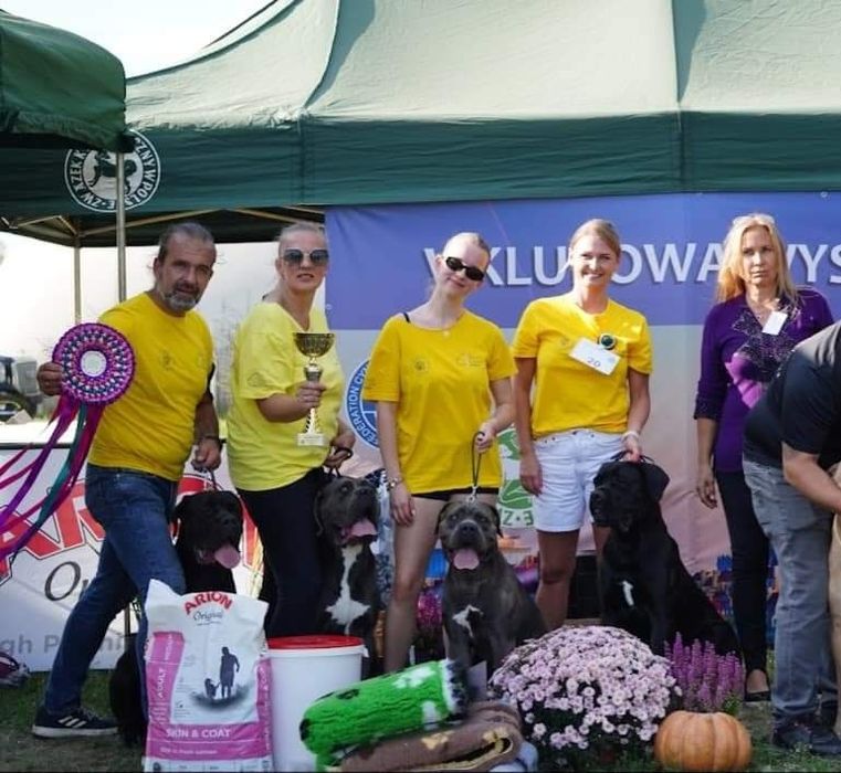 CANE CORSO pies z Najlepszej  Hodowli In Verto Corso FCI